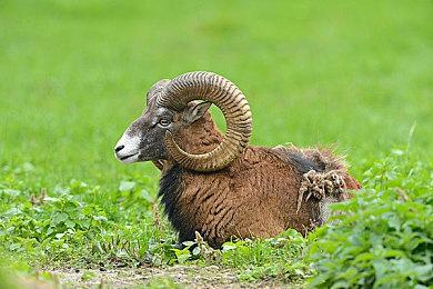 雷电配音演员暗示未来几周将有《合金装备》消息